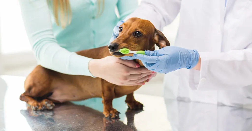 Pet Health Insurance 101 costs and deductibles 