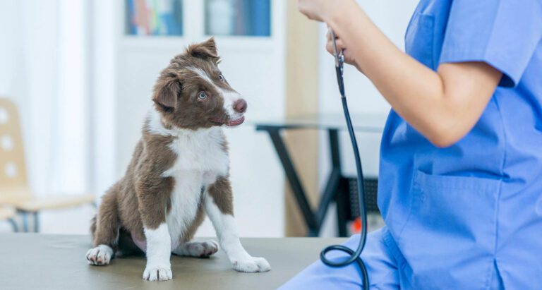 Importance of Regular Vet Check-ups for Your Pet